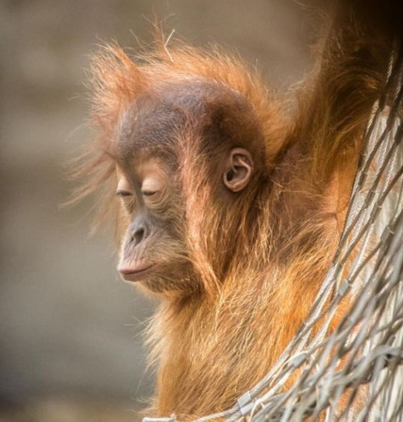 b&eacute;b&eacute; singe qui roupille