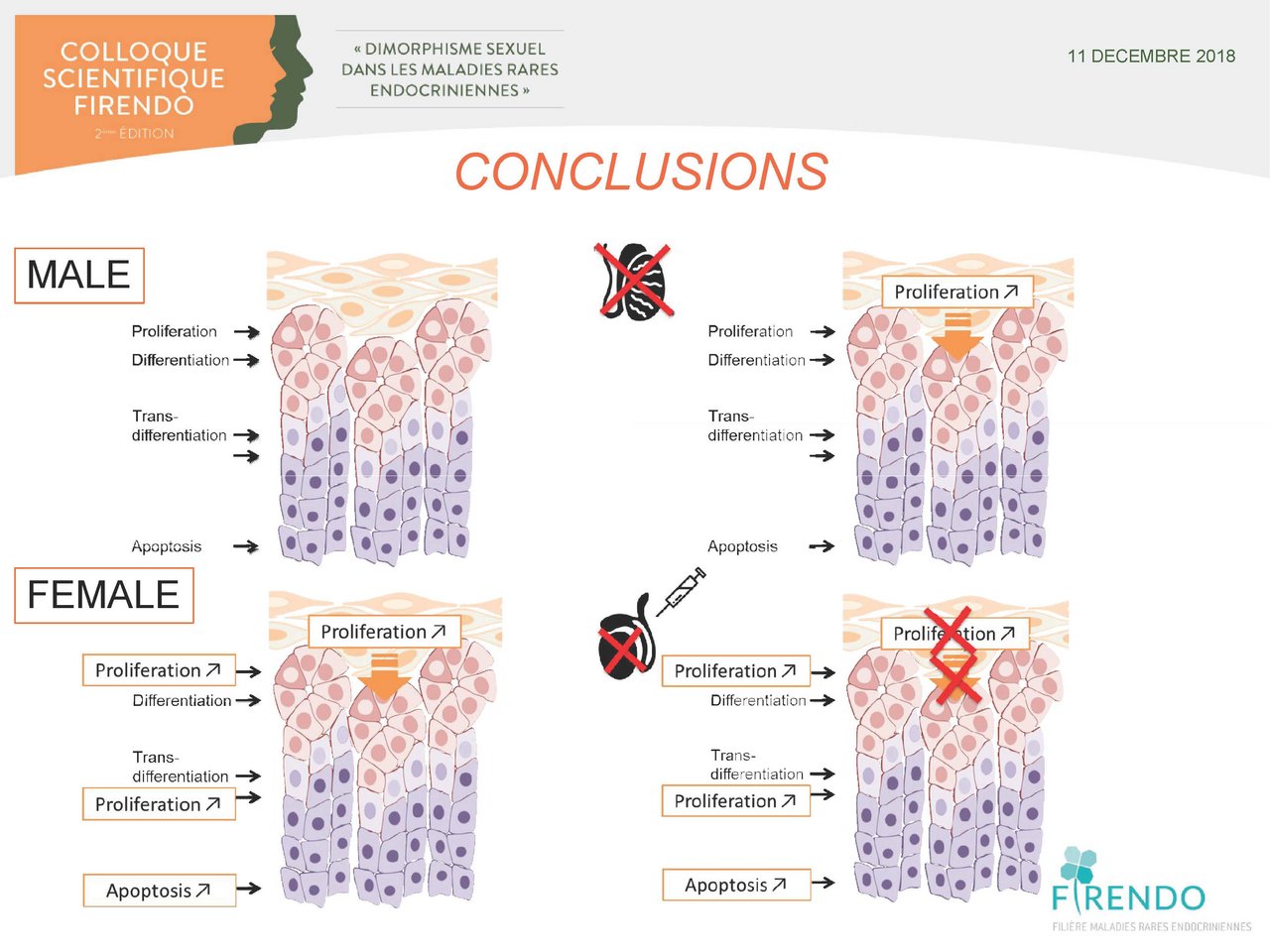 Visuel pour Ana&euml;lle Grabek "Dimorphisme sexuel du renouvellement cellulaire de la corticosurr&eacute;nale "